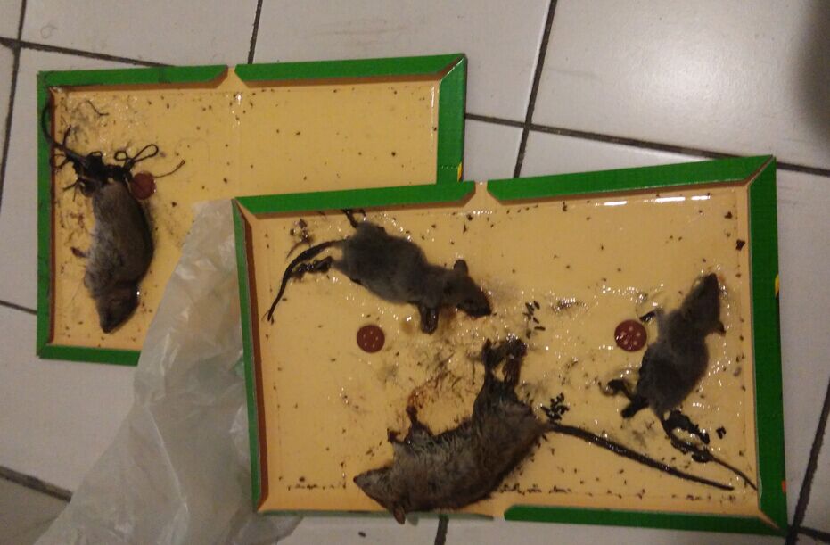 1458785431537941.jpg QQ图片20160324100243.jpg