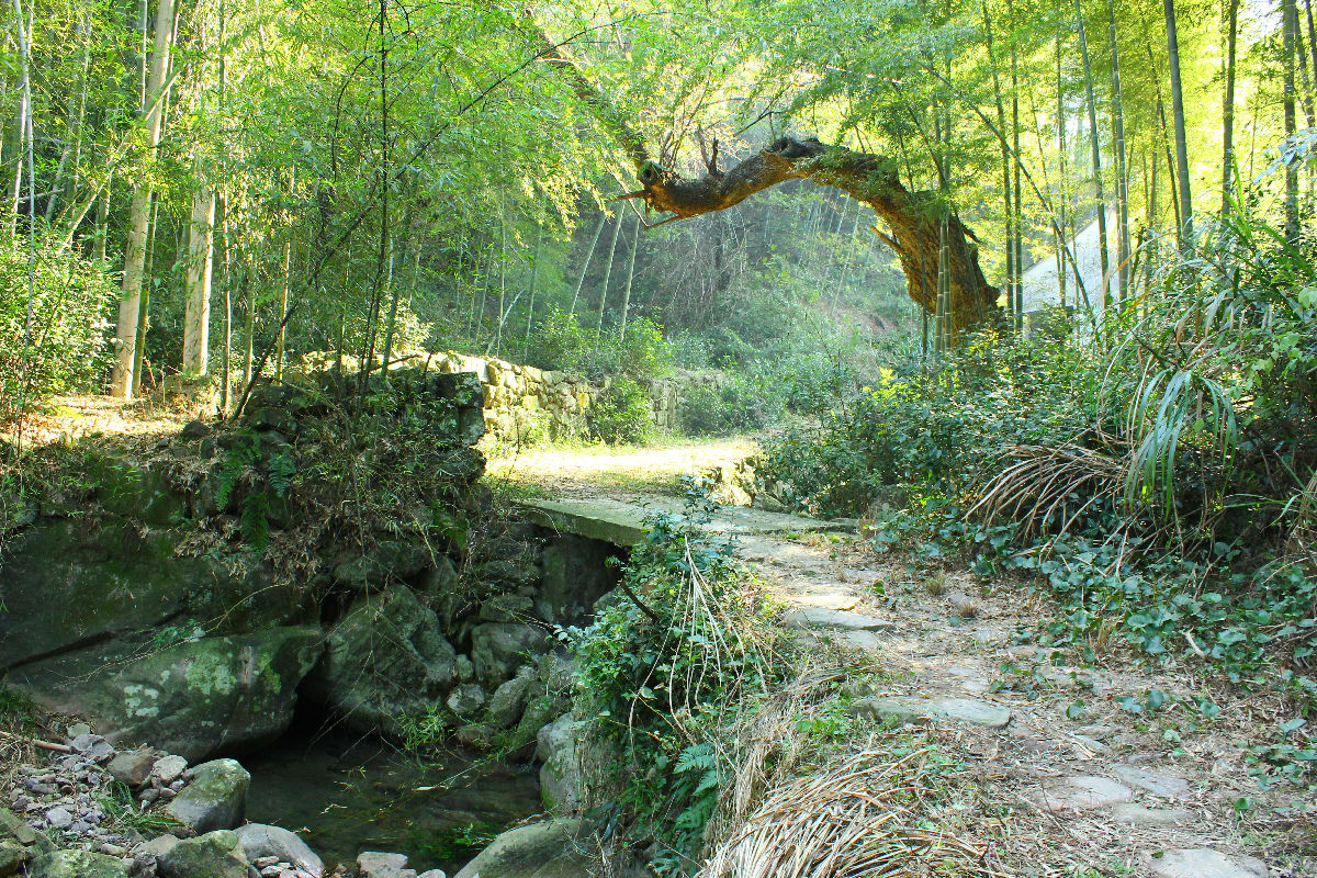 徒步上青古道,寻找兰若寺,赏幽幽竹海(4月23日)